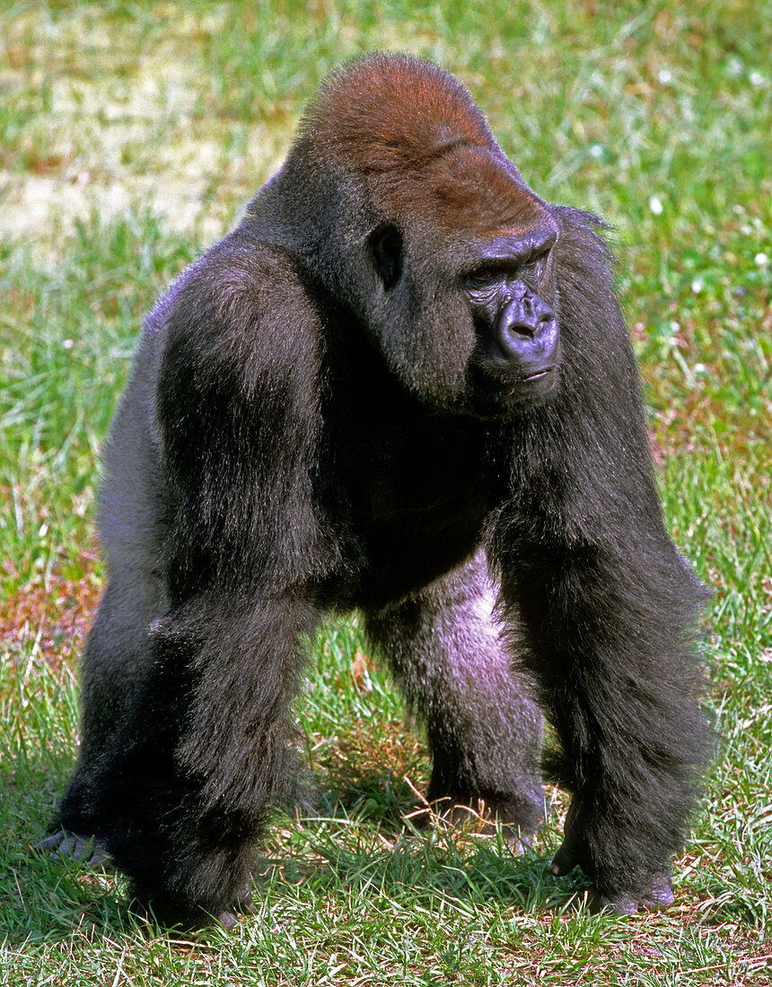 Western Lowland Gorilla silverback