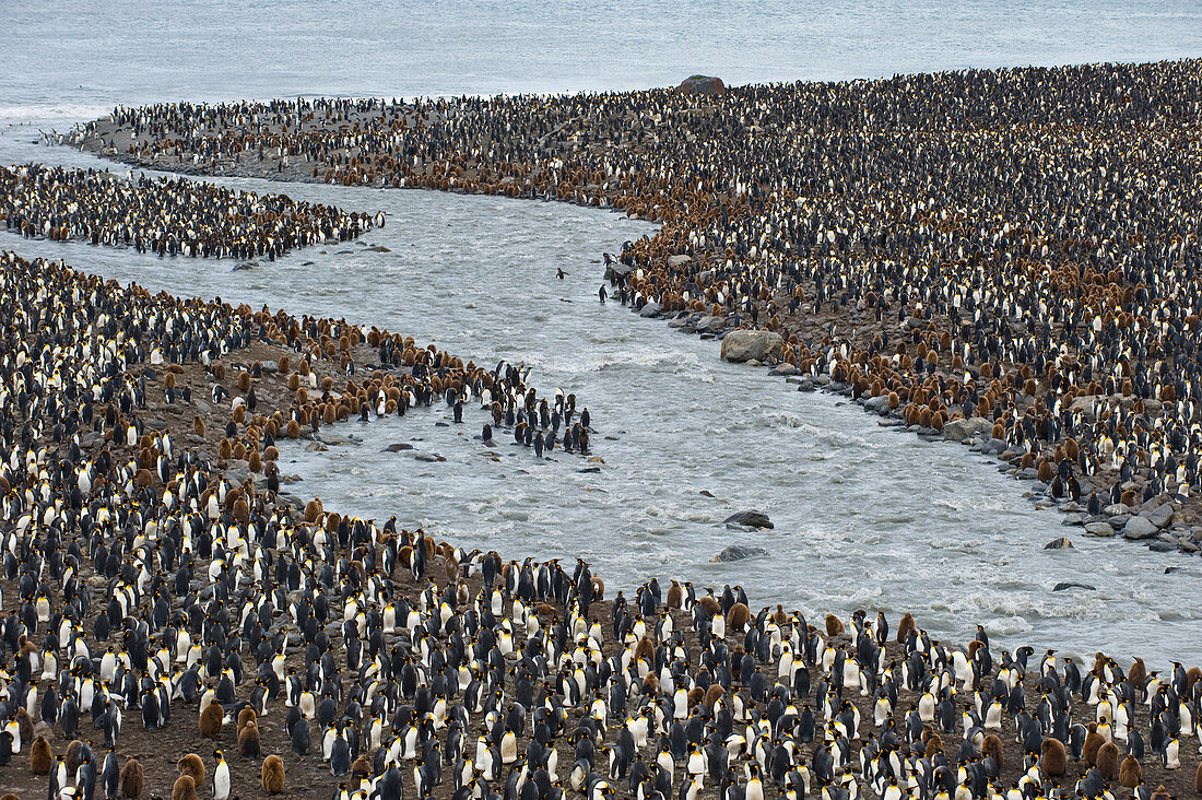 King Penguins