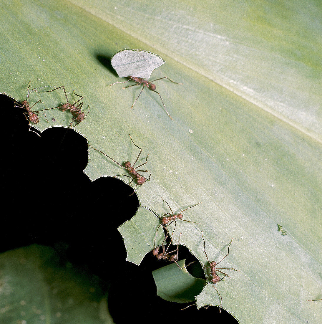 Leafcutter Ants