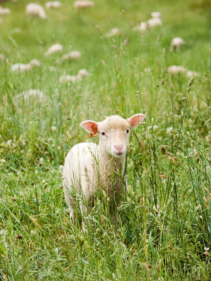 Finnish Dorset Sheep