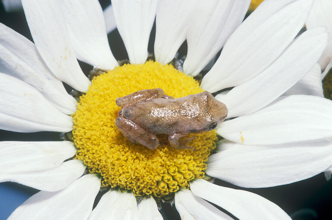 Spring Peeper on Oxeye Daisy