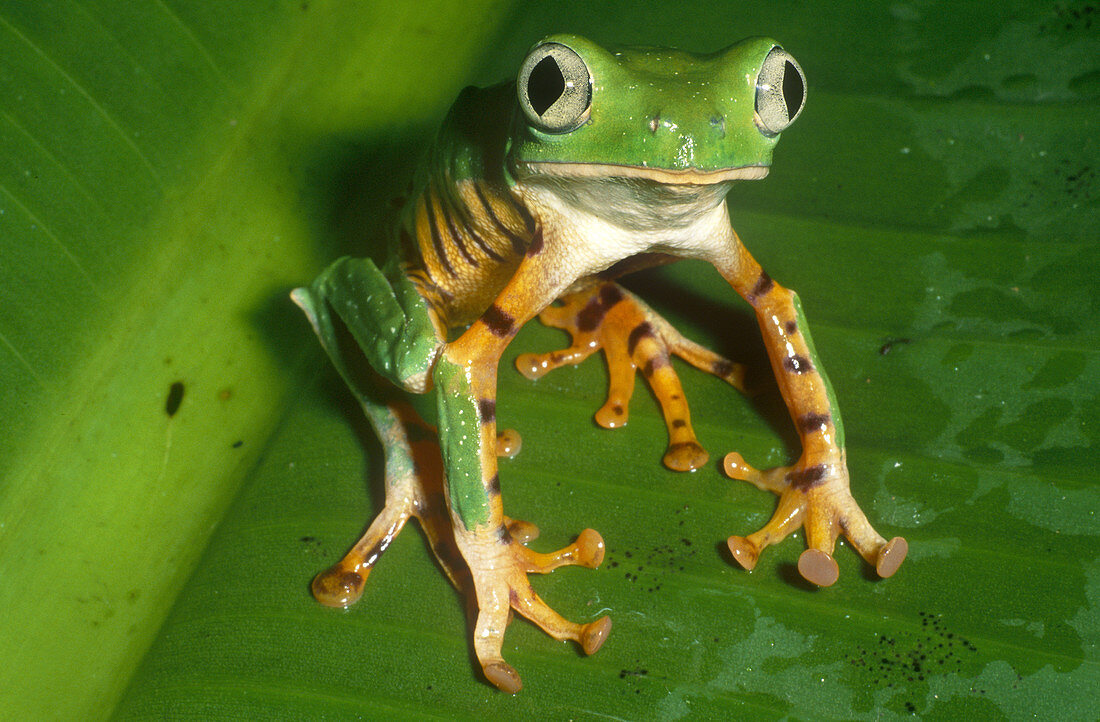 Tiger-striped Leaf Frog