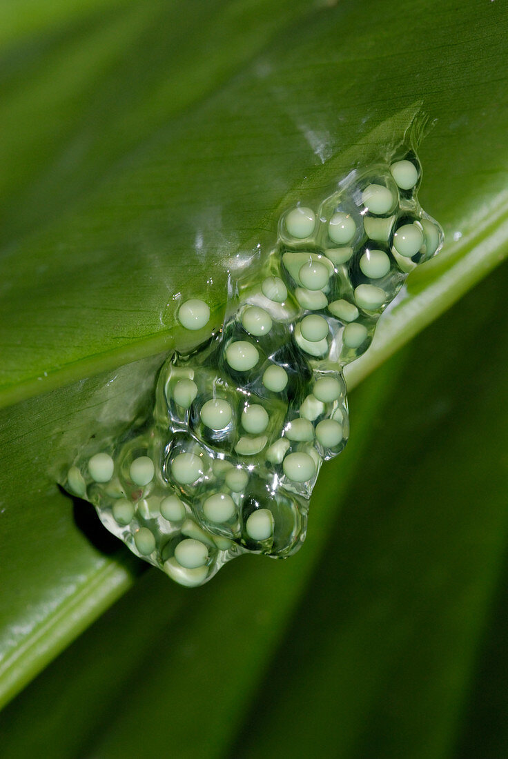 Red-eyed Tree Frog Eggs