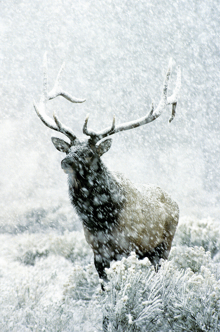 Elk bull in snowstorm