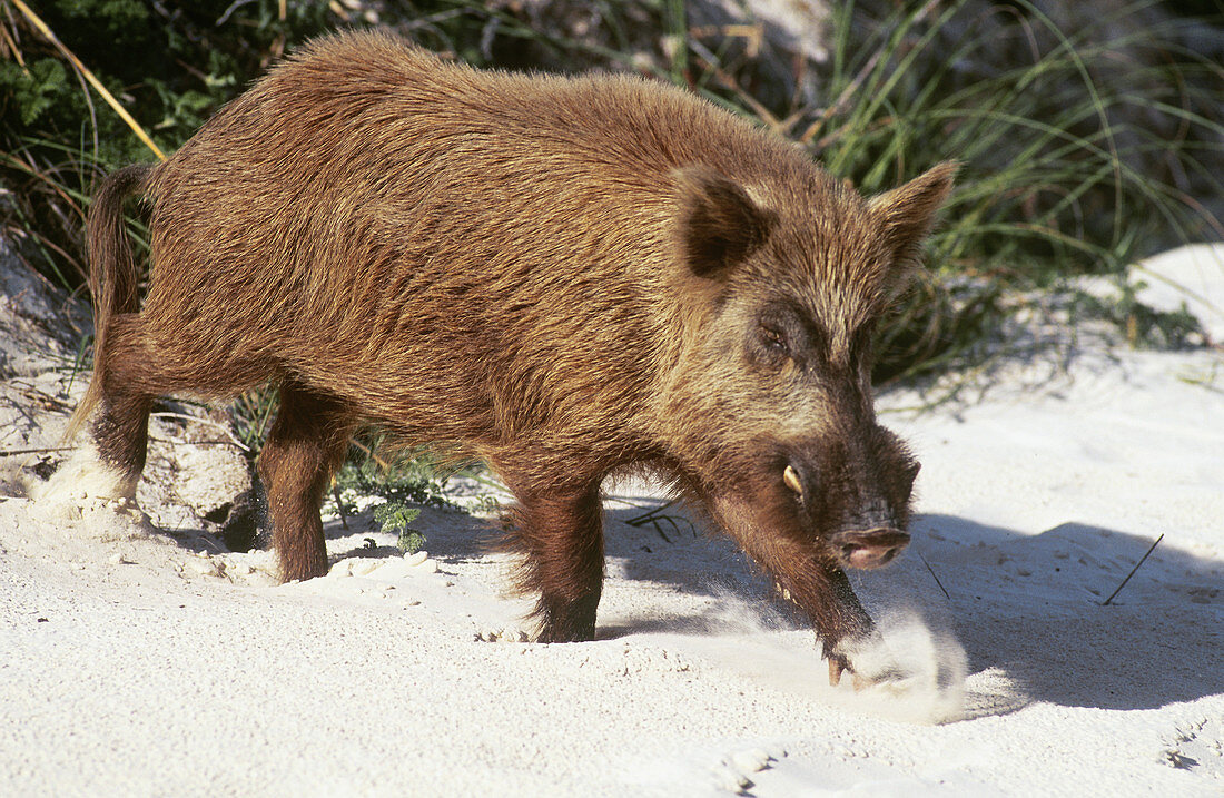 Feral Hog in the Bahamas