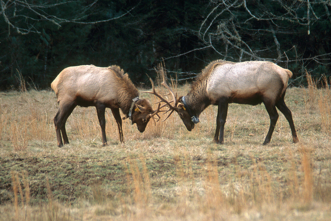 Elk with Radio Collars