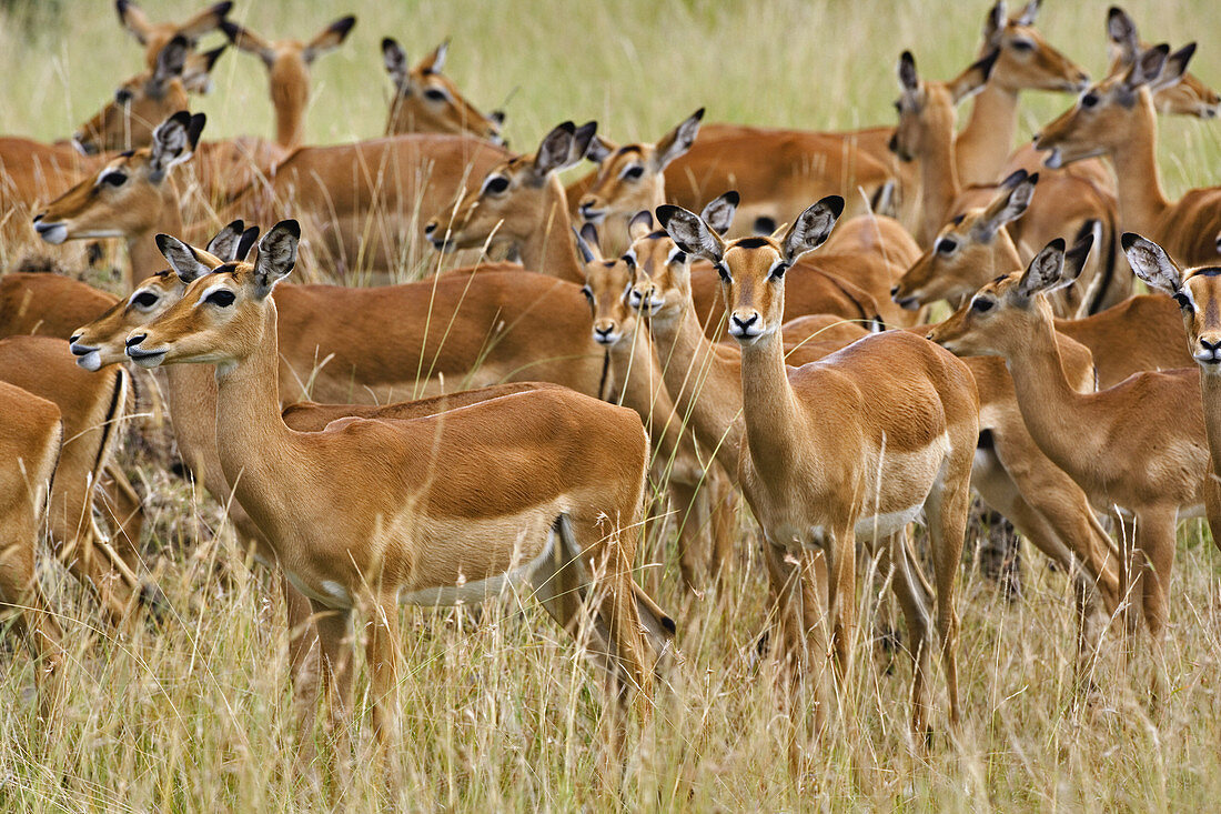 Herd of Female Impala