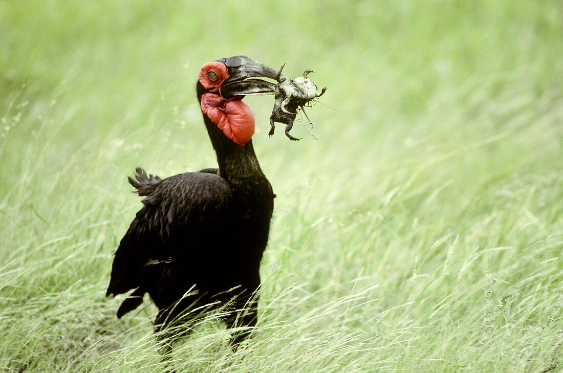 Southern Ground-hornbill with frog prey