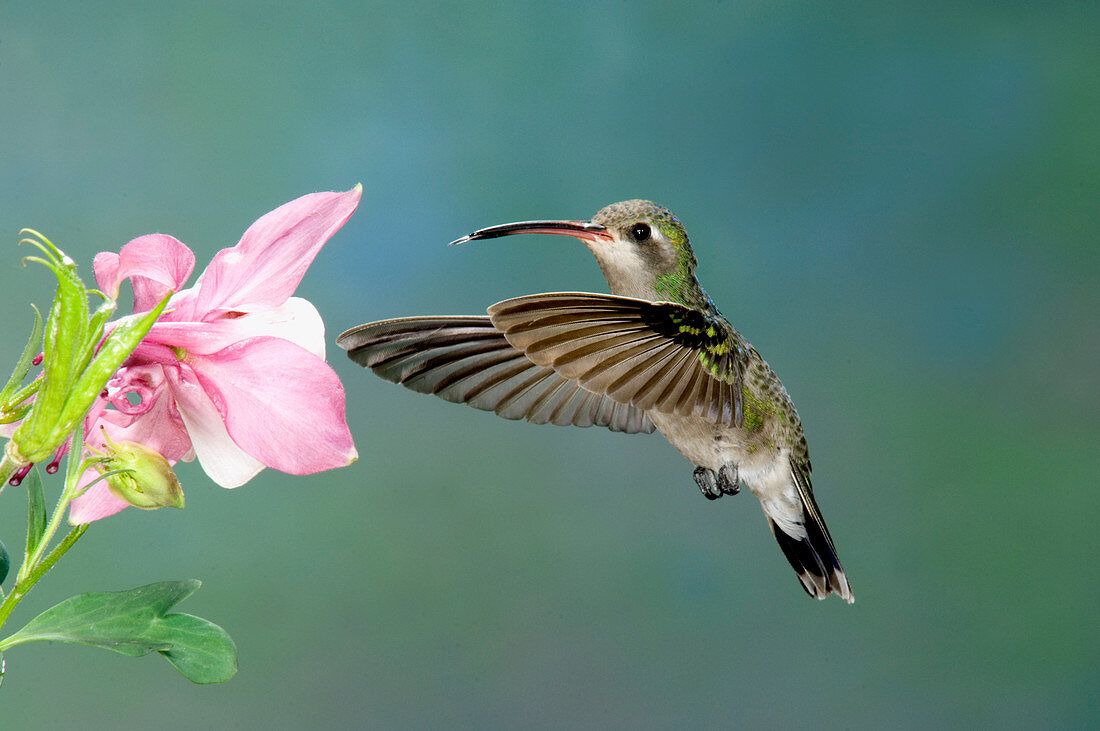 Broad-billed Hummingbird at flower