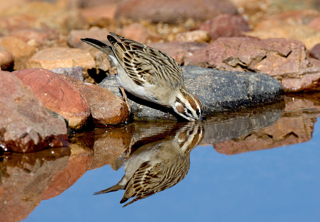 Lark Sparrow drinking