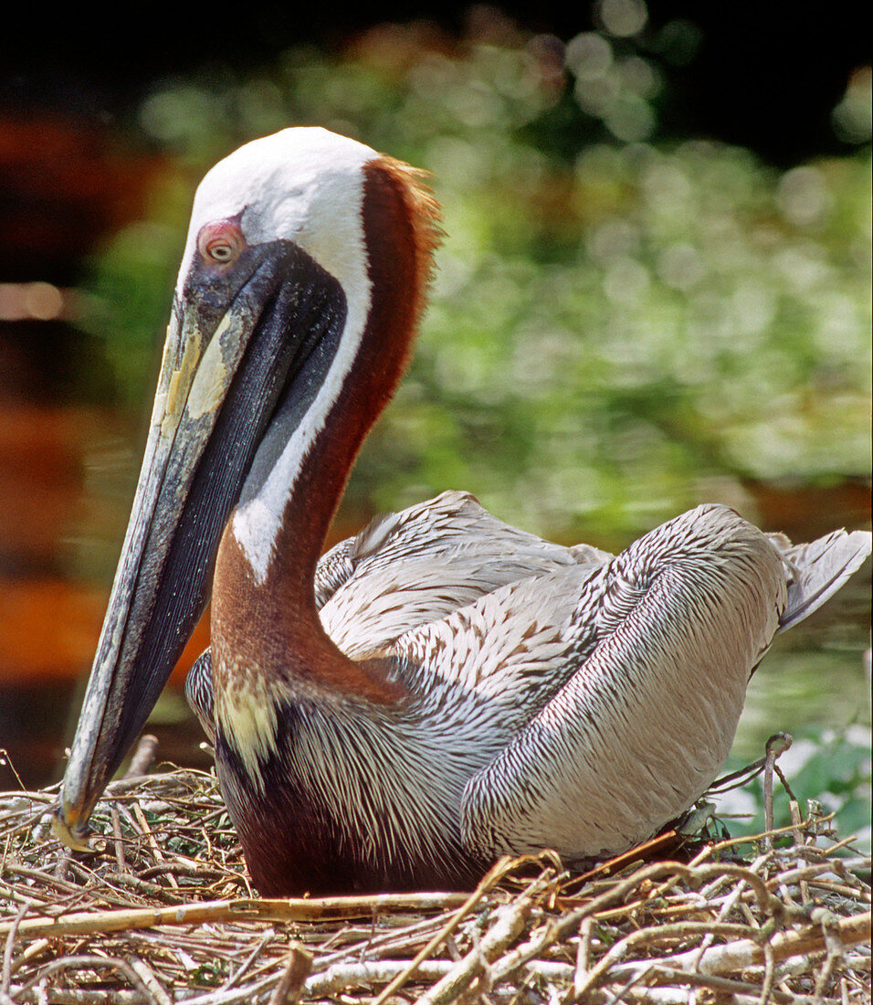 Brown Pelican incubating eggs