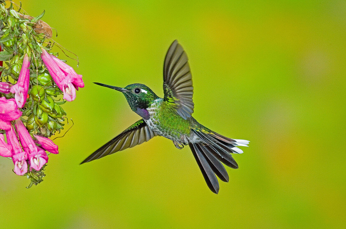 Purple-bibbed Whitetip Hummingbird