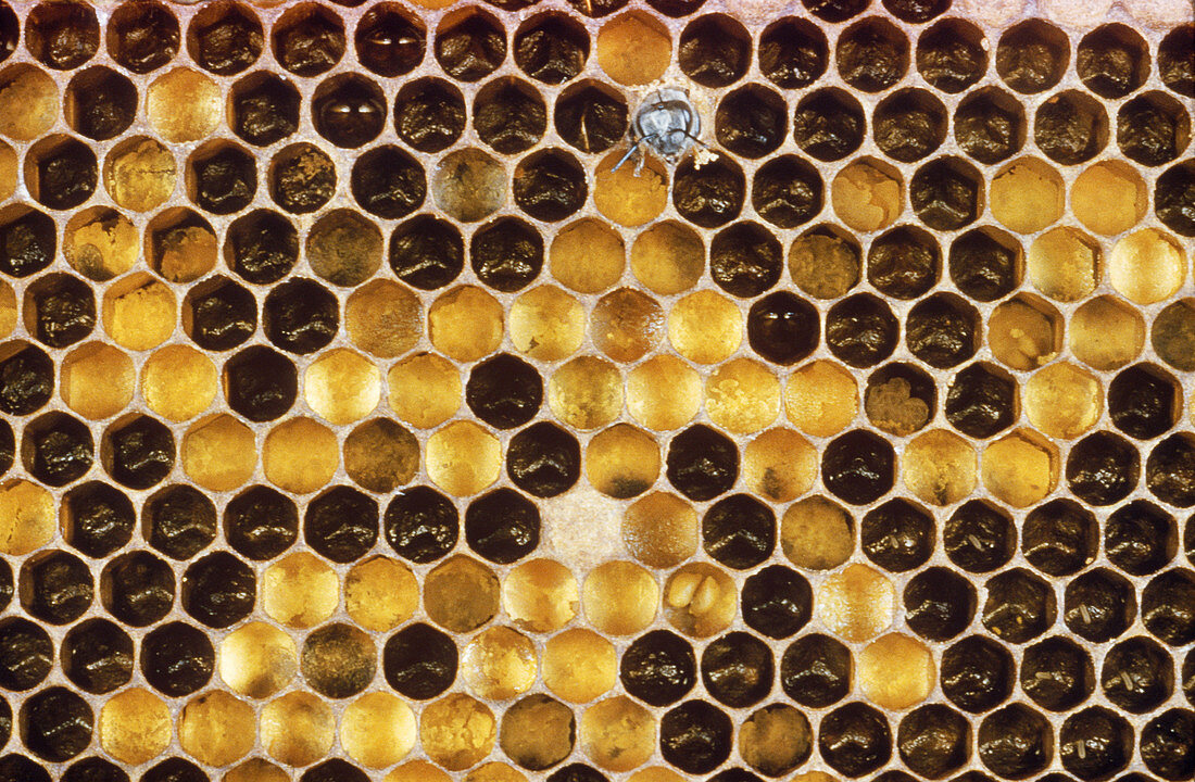 Emerging Worker Bees