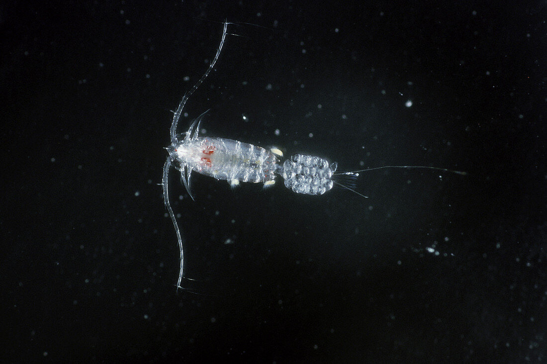 Female Copepod with eggs