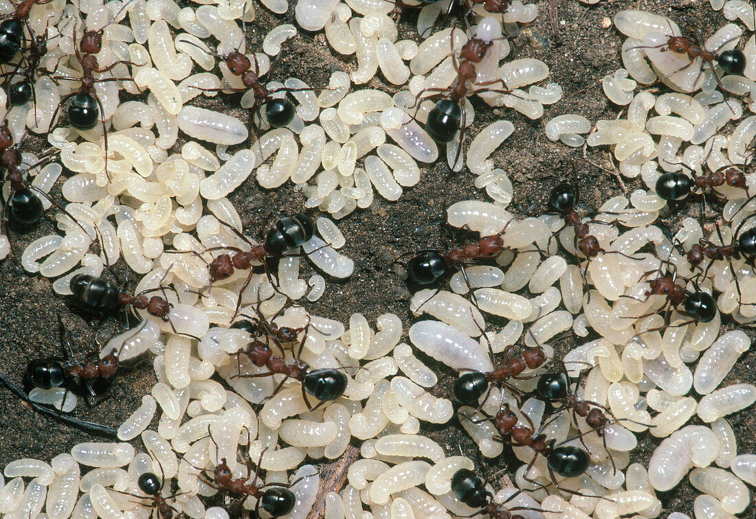 Red Ants and Larvae