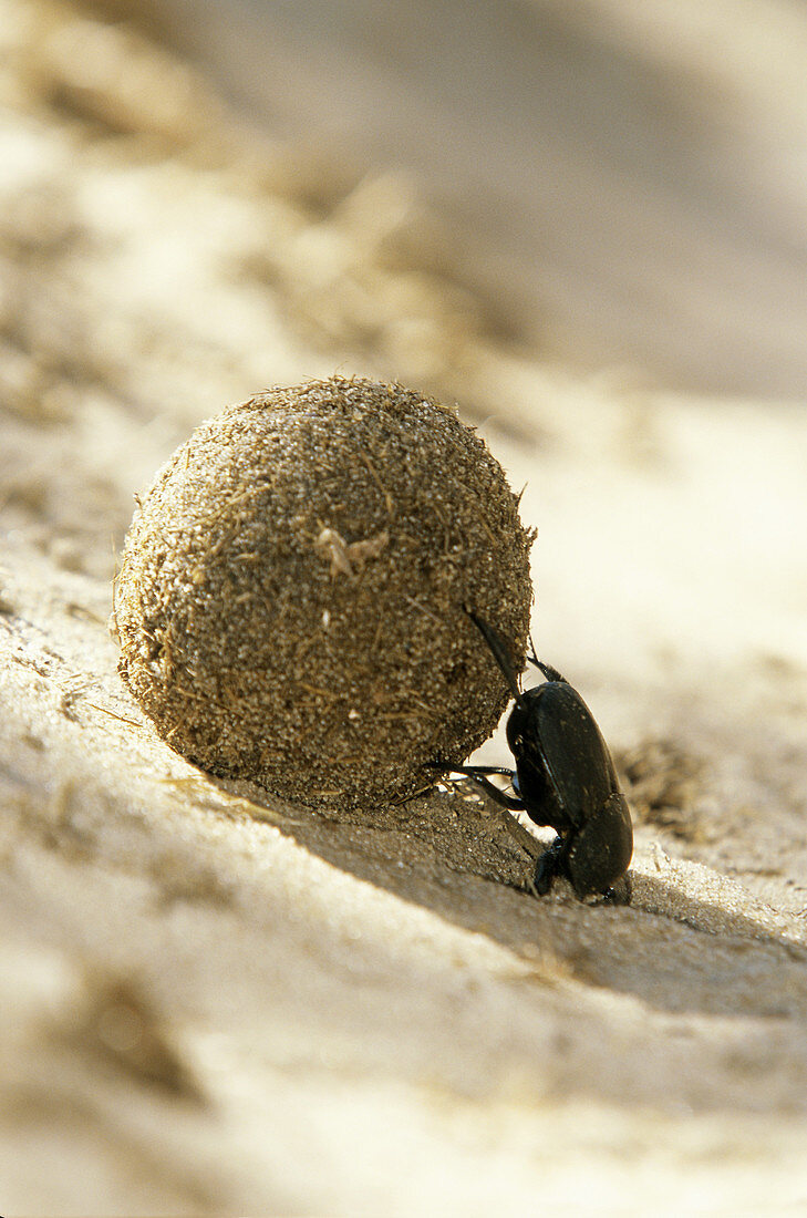 Dung Beetle