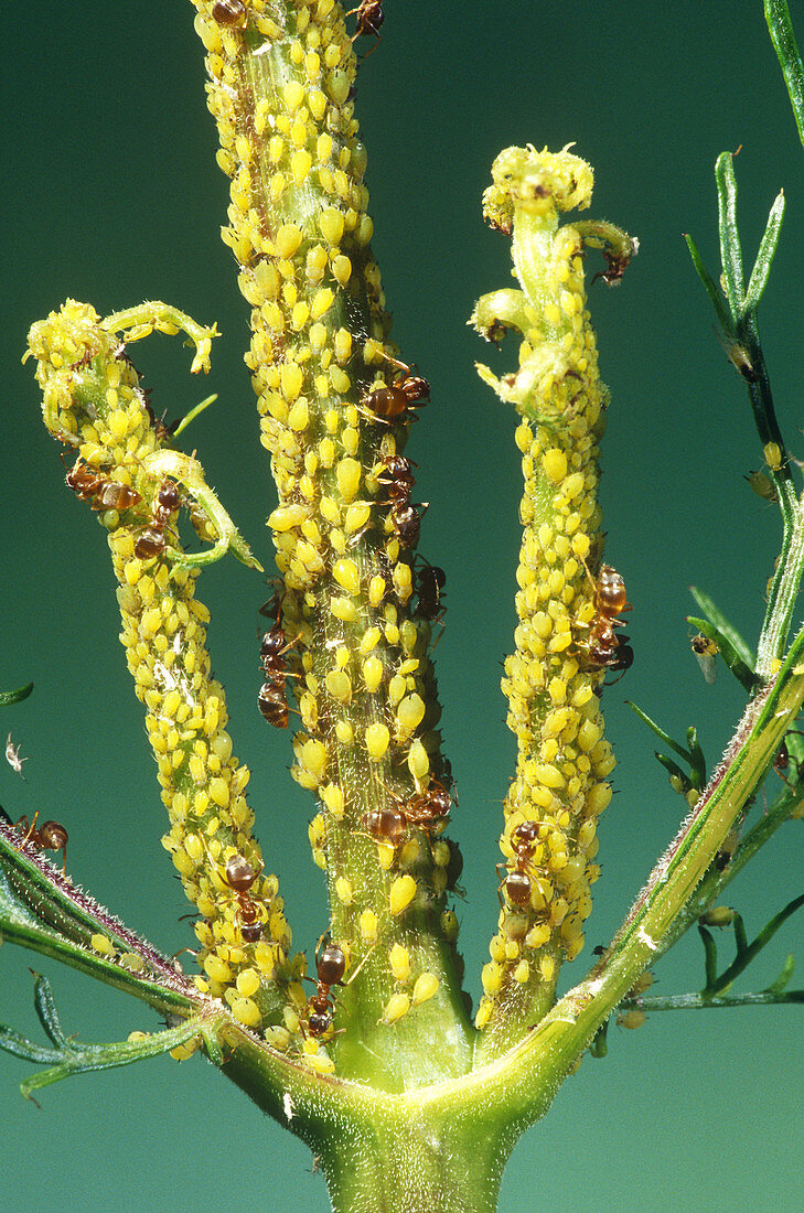 Aphids Tended by Ants