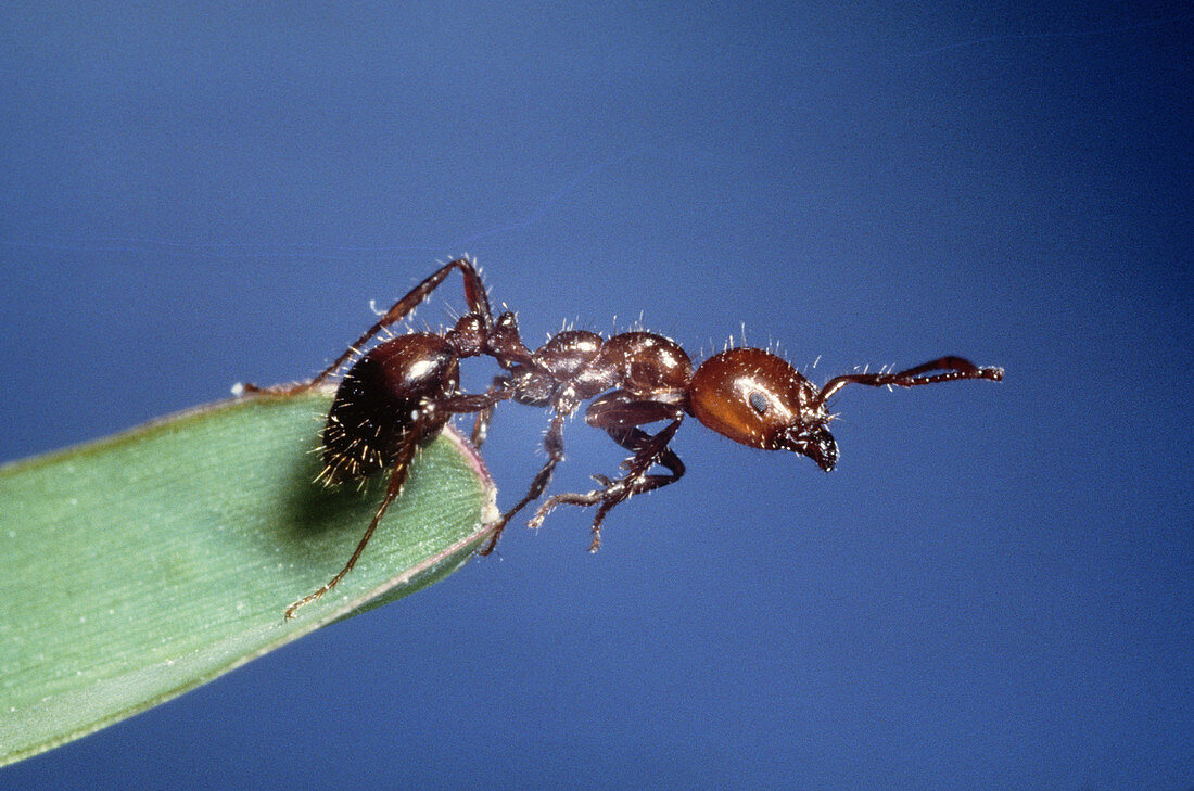 Fire Ant