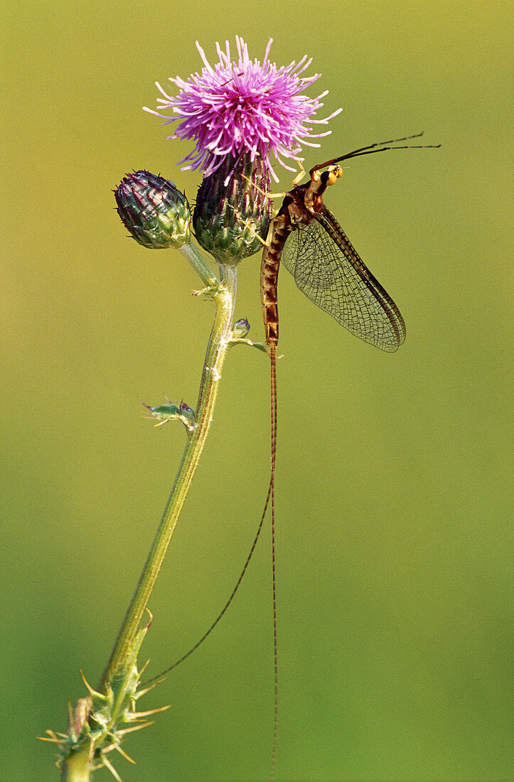 Midboreal Mayfly