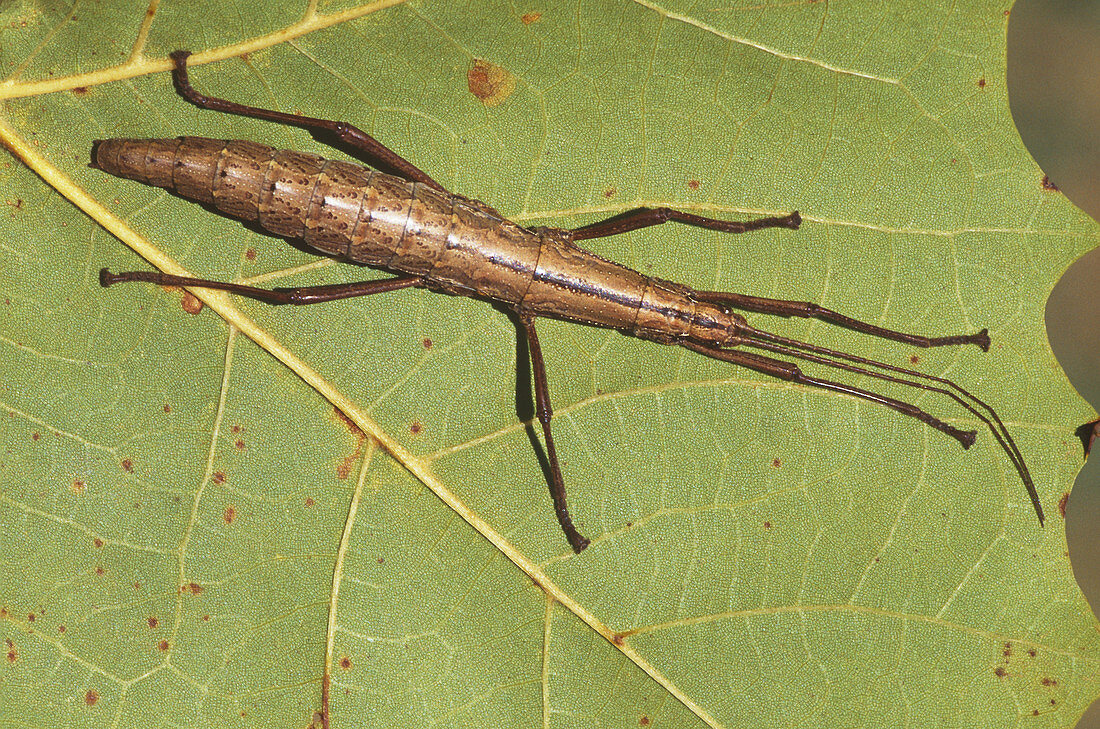 Northern Walkingstick