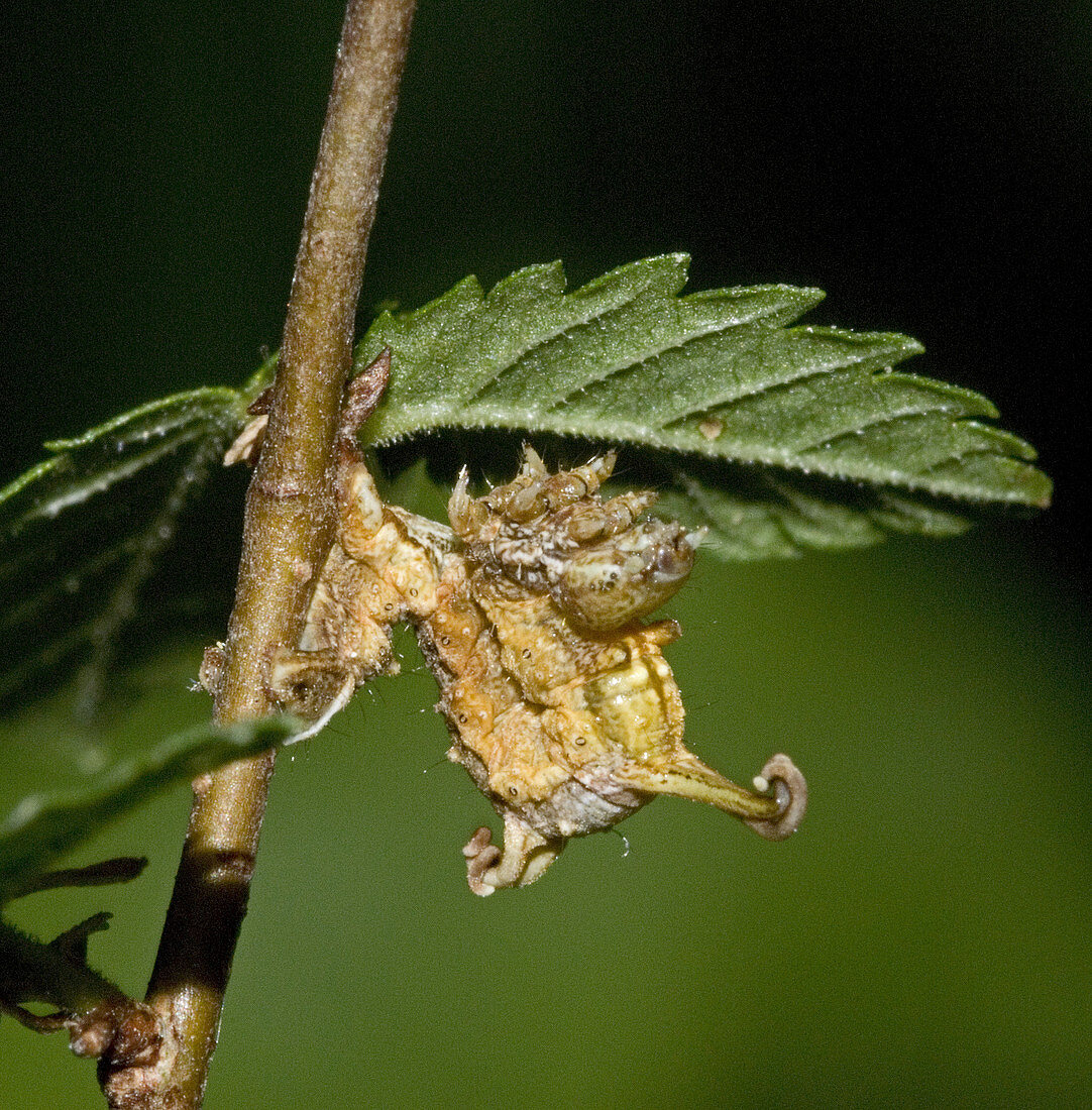 Caterpillar of filament bearer looper moth