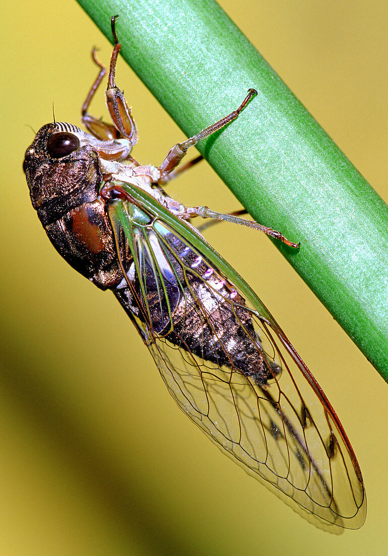 Dogday Harvestfly Cicada