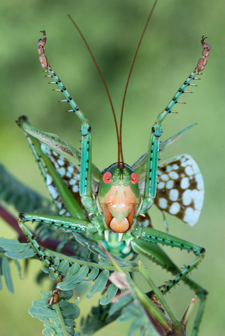 Arid-land Predaceous Katydid