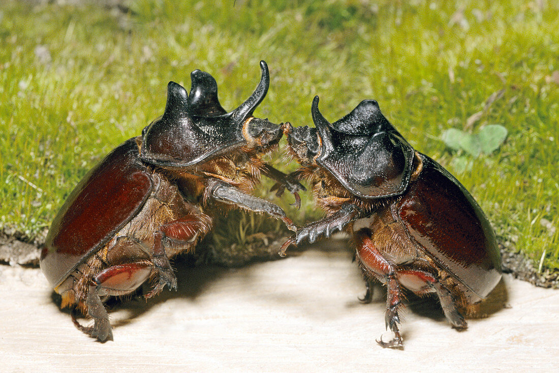 Ox Beetles battling