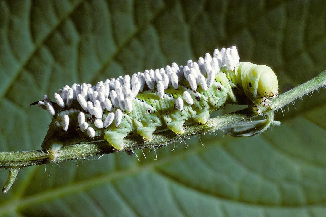 Parasitic cocoons on caterpillar