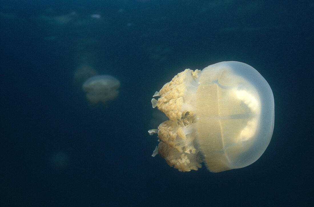 Mastigias Jellyfish