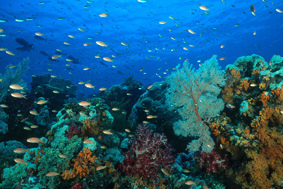 Reef in the Banda Sea