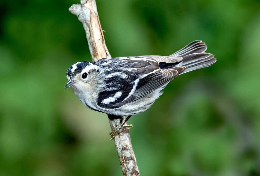 Black-and-white Warbler (Mniotilta varia)