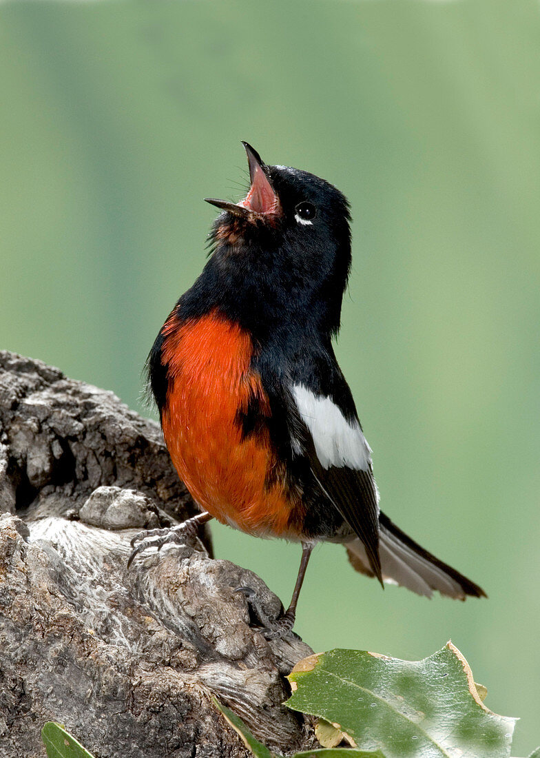 Painted Redstart singing