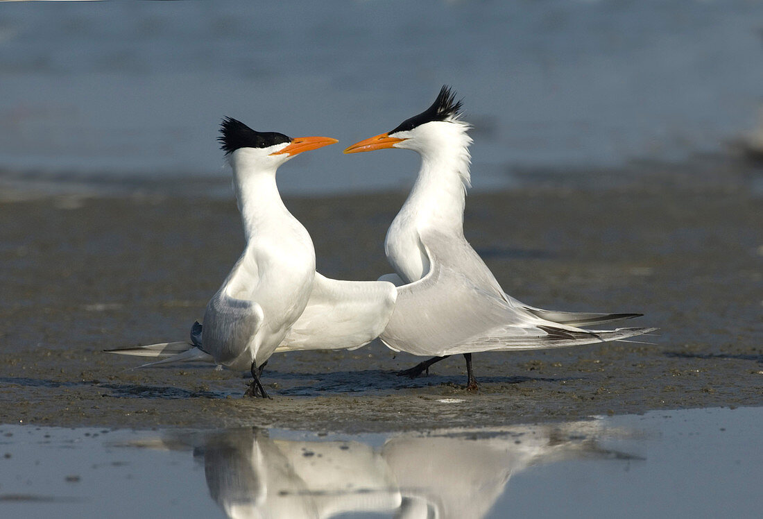 Royal Tern pair doing royal dance