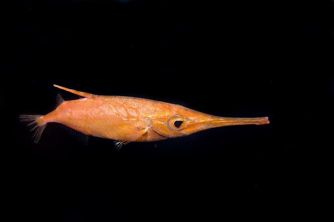 Longfin Snipefish