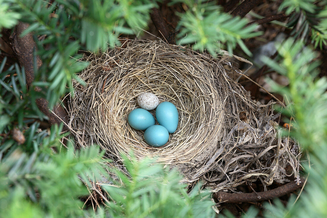 Robin's Nest and Cowbird Egg