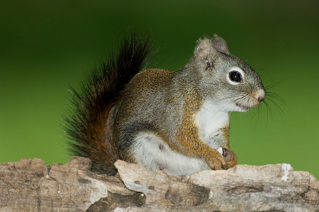 Red Squirrel (Tamiasciurus hudsonicus)