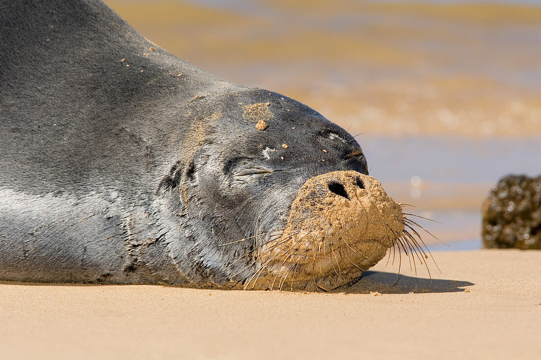 Hawaiian Monk Seal