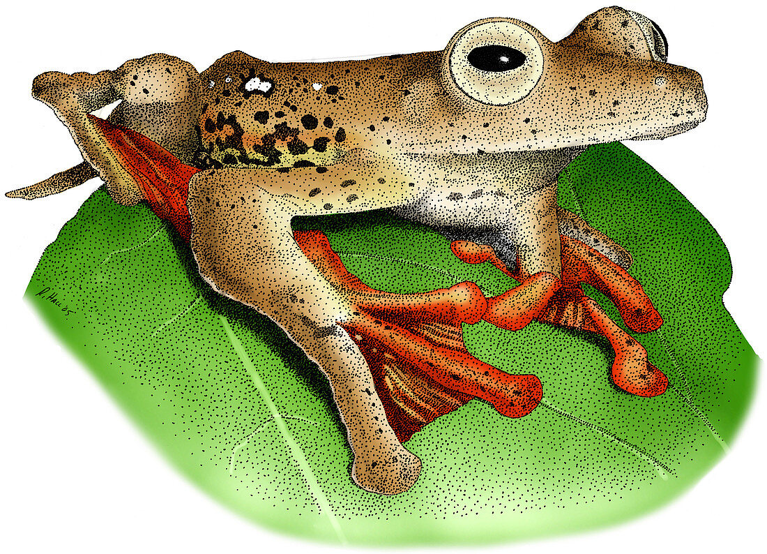 Borneo Red Flying Frog