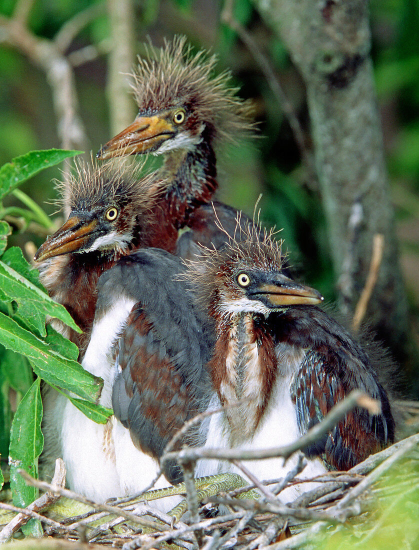 Tricolored Heron nestlings