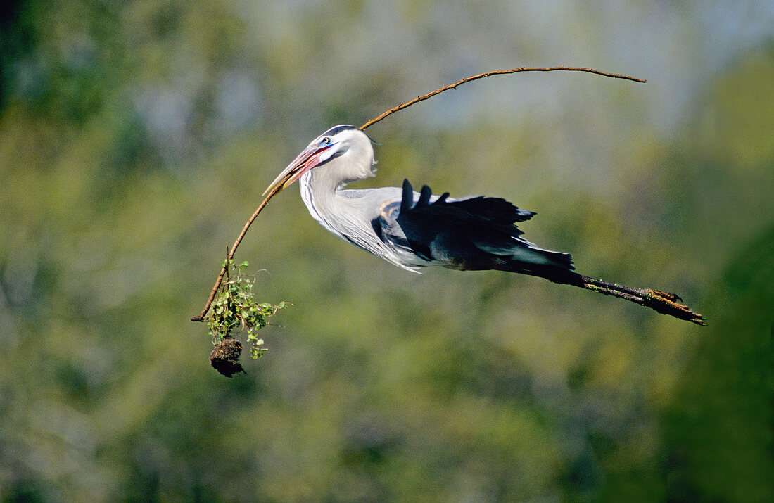 Great Blue Heron with nesting material