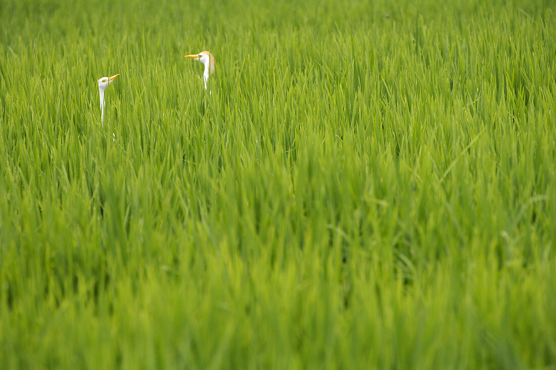 Cattle Egret in Rice Fields