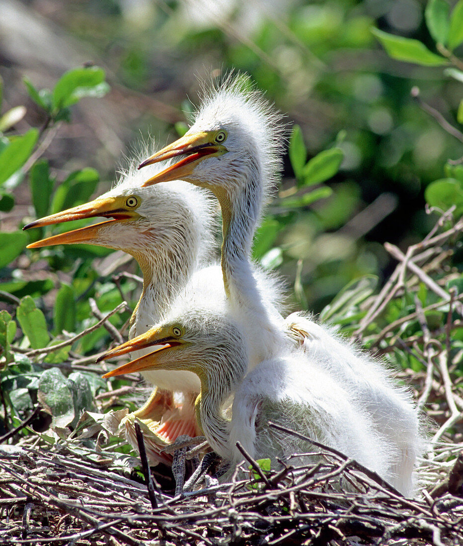 Three Great Egret nestlings