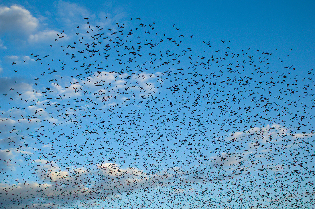 Flock of Cowbirds (Molothrus ater)