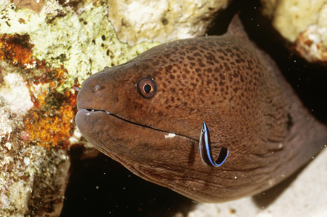Cleaner Wrasse with Moray Eel