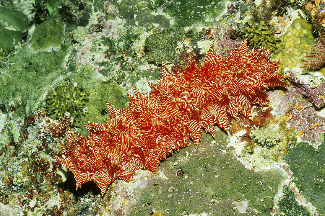 Sea Cucumber (Thelenota rubralineata)