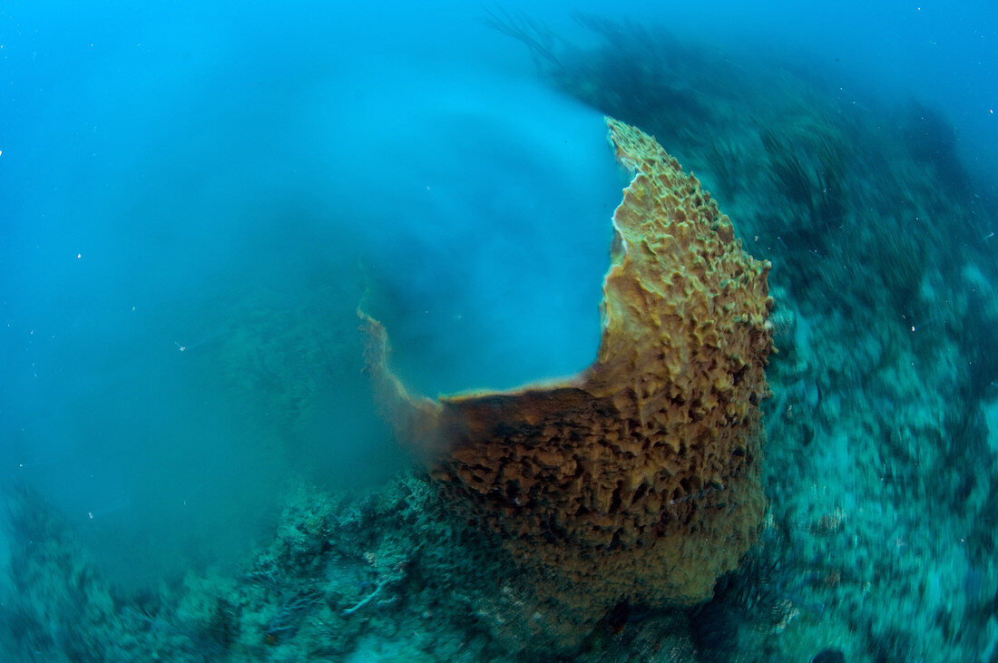 Male Barrel Sponge