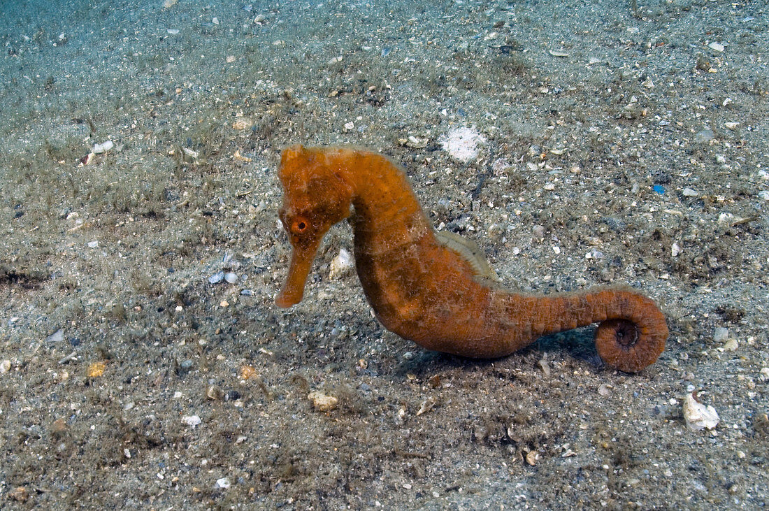 Long snout Seahorse