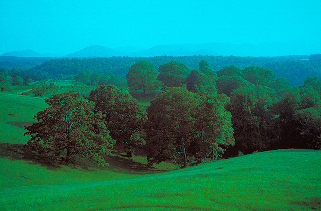 Tree filled valley