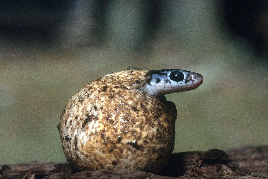 Black Racer Hatching